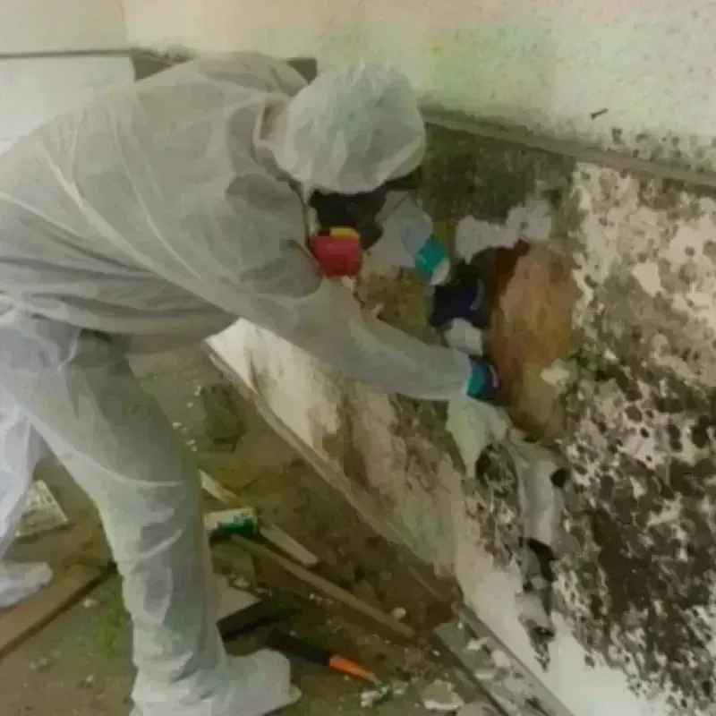 Mold Remediation and Removal in West Point, VA